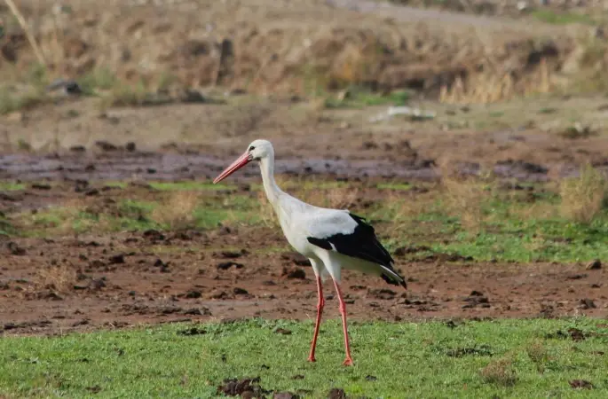 Aydın’da ilk leyleği gördü, bir çuval unu kaptı
