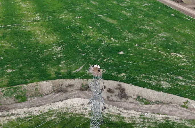 Baharın müjdecisi leylekler Elazığ’ı renklendiriyor
