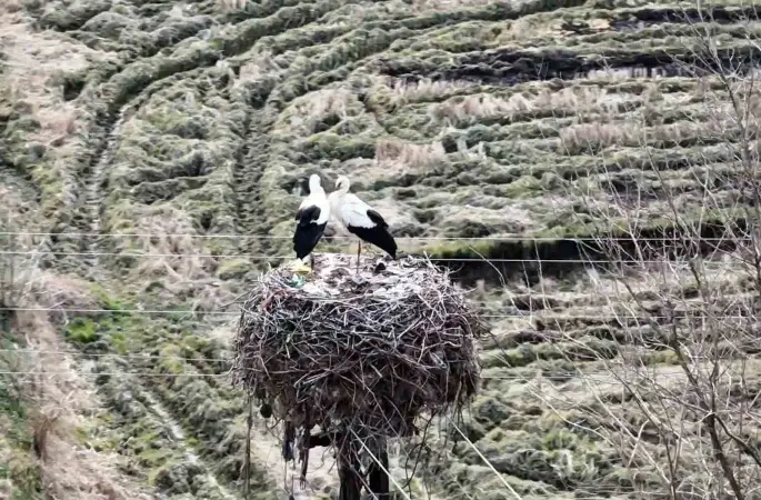 Baharın müjdecisi leylekler Sinop’a geldi
