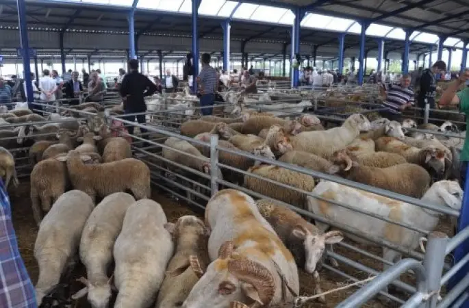 Balıkesir’de Kurban Bayramı öncesi şap alarmı: Hayvan pazarları kapatıldı
