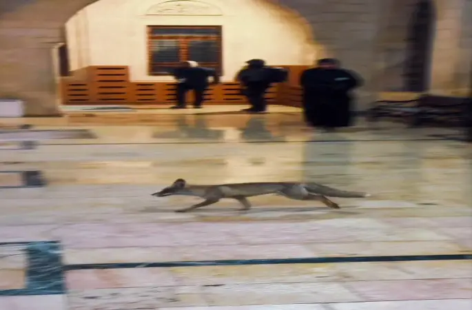 Balıklıgöl’e sürpriz ziyaretçi
