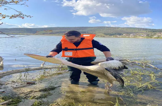 Barajda mahsur kalan pelikan böyle kurtarıldı
