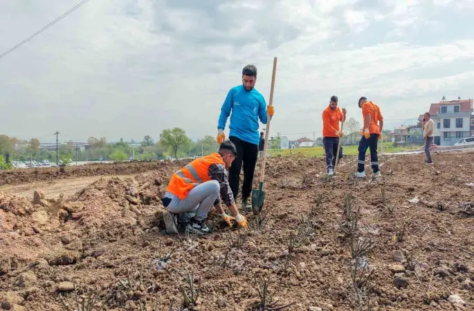 Başiskele’de 15 bin gül fidanı toprakla buluşuyor

