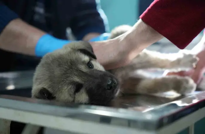 Bayburtlu şoförden insanlık dersi: Başka sürücünün çarpıp kaçtığı yaralı köpeğe umut oldu
