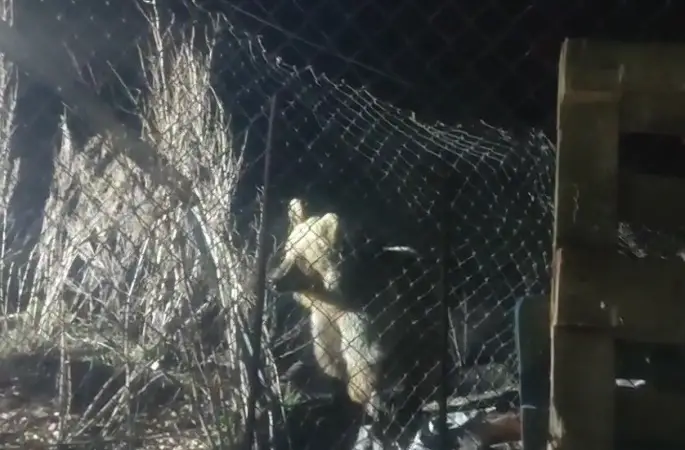 Bayburt’ta şantiye alanına inen ayı vatandaşın sesini duyunca böyle kaçtı
