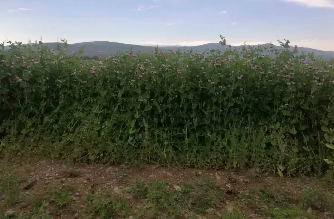 Bayburt’ta yüzde 50 hibeli bezelye tohumu desteğinde başvurular 23 Mart’ta başlıyor
