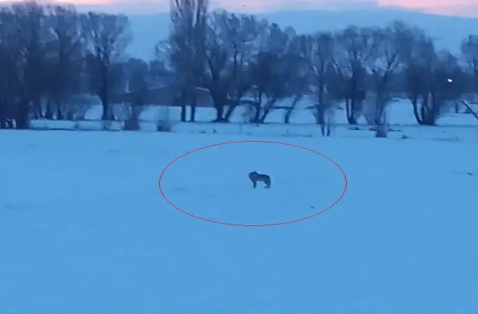 Bayburt’un Arpalı beldesinde 3 kurt görüldü
