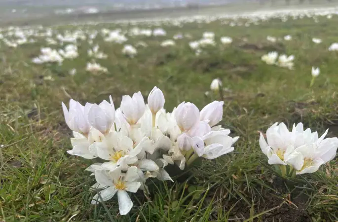 Bingöl’de baharın habercisi kardelenler yüzünü gösterdi
