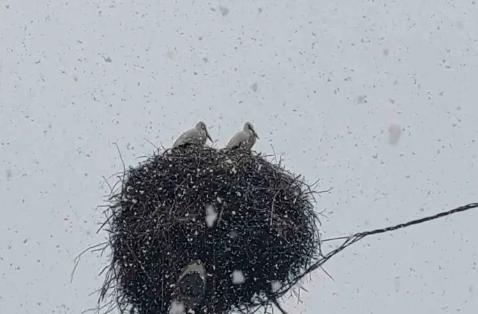 Bingöl’e erken gelen leylekler kara yakalandı
