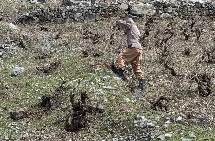 Bir yanda karla mücadele, diğer yanda budama çalışmaları sürüyor
