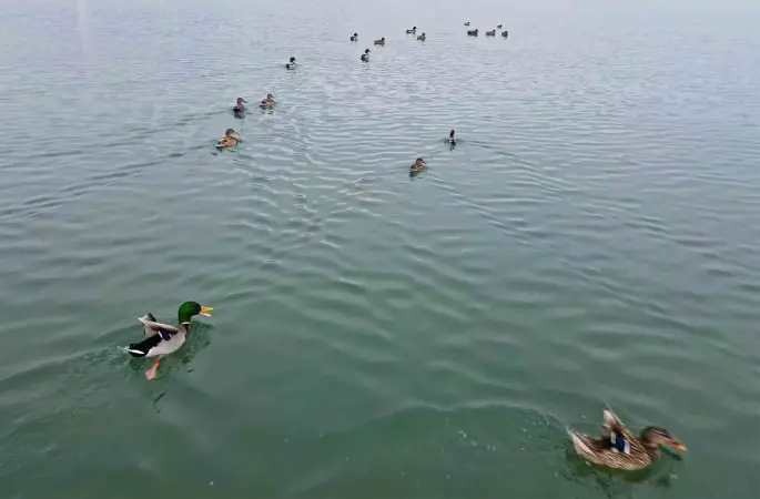 Bitlis’te sazlıklar dondu, kuşlar gölde toplandı
