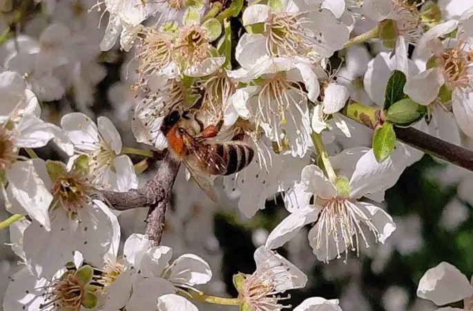 Bolu’da baharın gelmesiyle arılar harekete geçti

