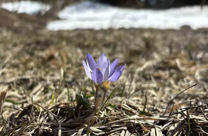 Bolu’da iki mevsim bir arada yaşanıyor: Karlar arasında çiğdemler çiçek açtı
