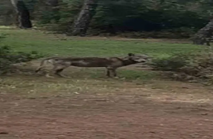 Buldan’da kurt bir kez daha görüldü

