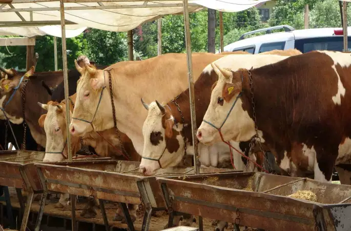 Buldan’da şap karantinası kaldırıldı
