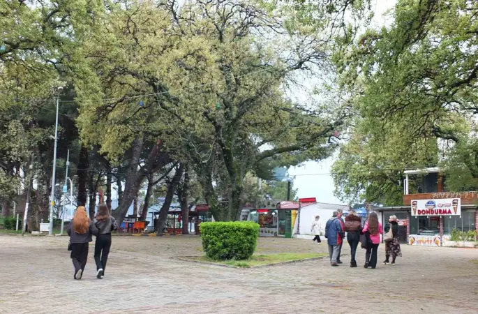 Burhaniye’de tescilli tarihi meşeler Ören’e güzellik katıyor
