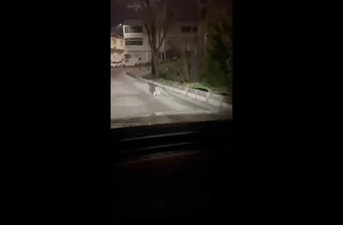 Bursa’da gece yarısı tilki, ağzında kediyle sokakta görüntülendi
