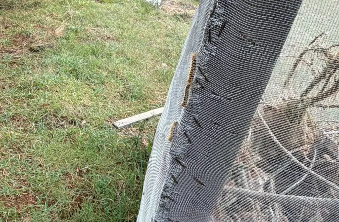 Çam ormanlarında ’Kese kurdu’ alarmı
