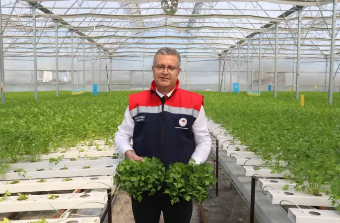 Çarşamba’da hidroponik maydanozda ilk hasat yapıldı
