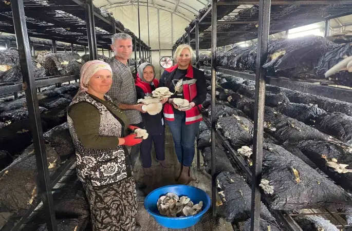 Çarşamba’da mantar hasadı etkinliği
