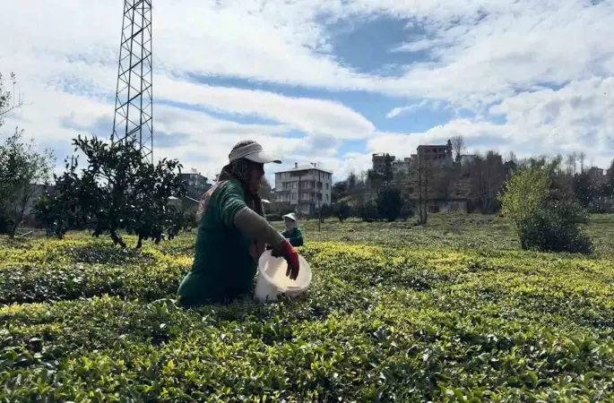 Çay üreticileri yeni sezona hazırlanıyor
