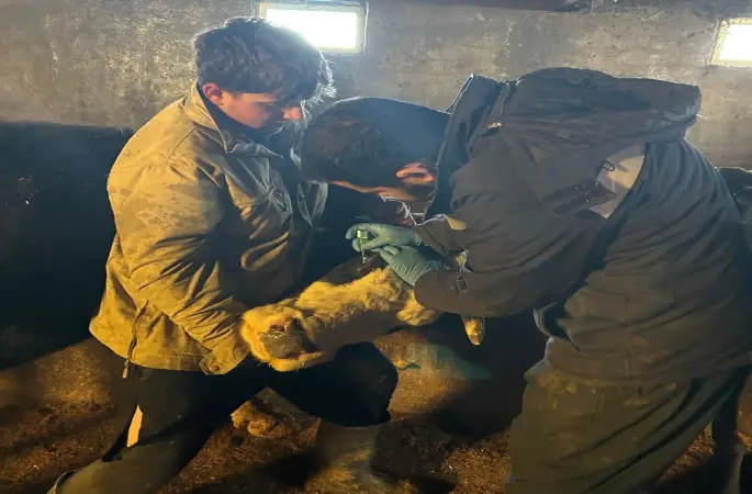 Çayırlı’da büyükbaş hayvanlara aşılama çalışması sürüyor
