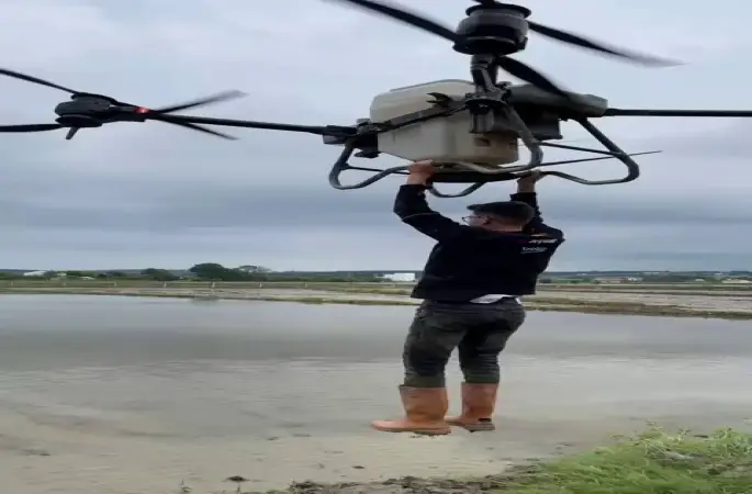 Çeltik tarlasında tehlikeli yolculuk: Drona asılıp uçtu
