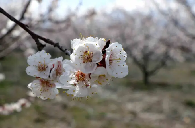 Çiçek açan ağaçların görselliği mest etti
