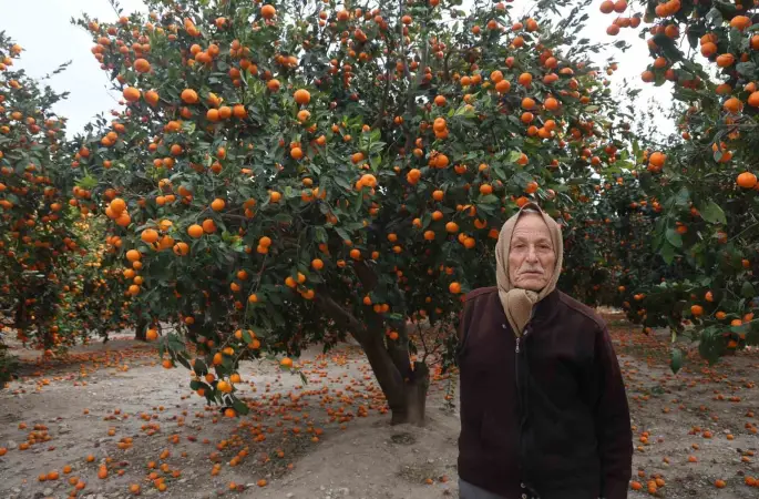 Çiftçinin dalından bedavaya vermeye razı olduğu mandalina bahçelerinde toprak turuncuya döndü
