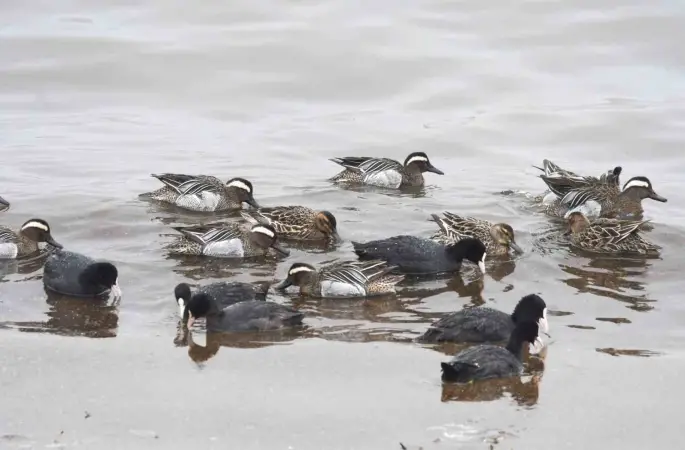 Çıkrıkçın ördekleri Van Gölü sahilinde görüntülendi
