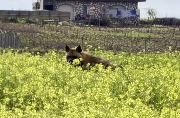 Çizgili sırtlan sarıçiçekler arasında görüntülendi
