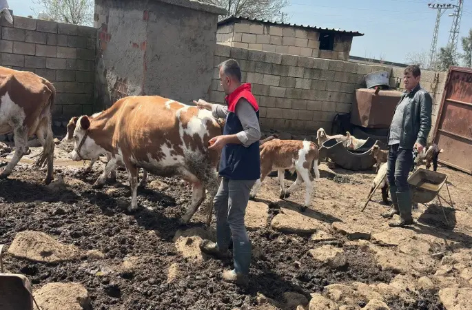 Cizre’de hayvan sağlığı için yoğun mesai
