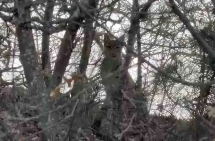 Çorum’da Avrasya vaşağı görüntülendi
