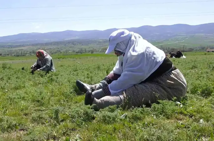 Çorum’da "madımak otu" mesaisi başladı
