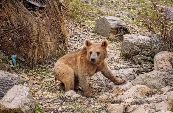 Çukurca’da aç kalan ayılar mahalleye indi
