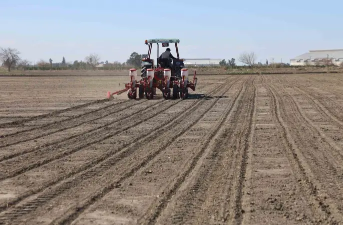 Çukurova’nın bereketli toprakları mısır ve ayçiçeği tohumları ile buluştu
