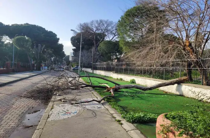 Çürüyen ağaç yola devrildi, facia ucuz atlatıldı
