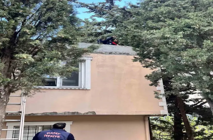 Defne’de ağaçta mahsur kalan kediyi itfaiye kurtardı
