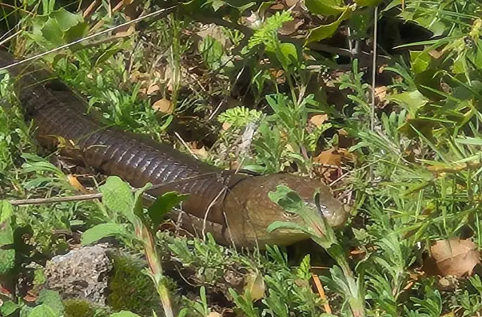 Demir yılan Bozkurt’ta ortaya çıktı
