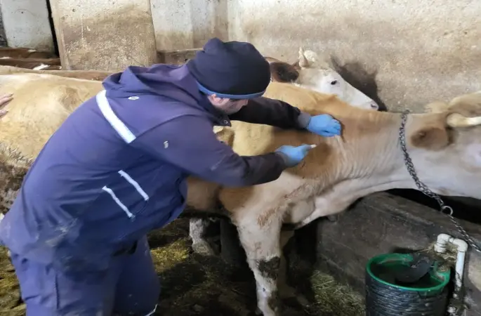 Demirözü’nde aşılama ve küpeleme çalışmaları devam ediyor

