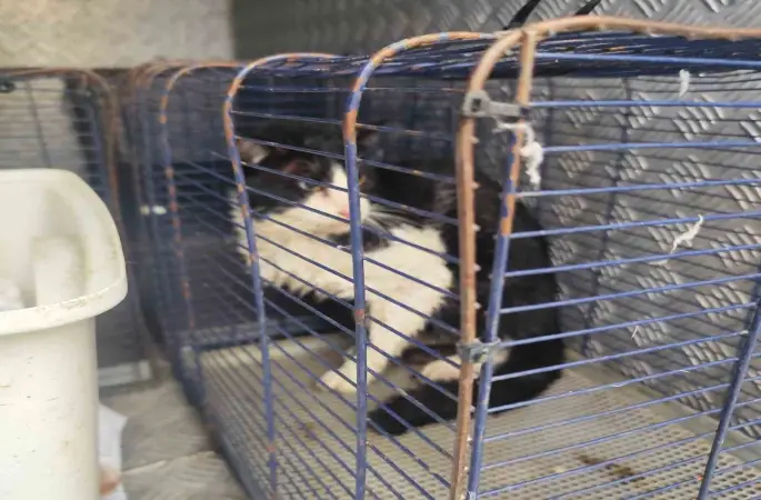 Derede mahsur kalan kedi kurtarıldı
