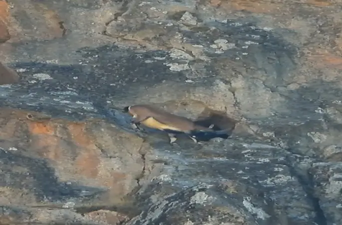 Dev boynuzları engel olmadı: Dağ keçisi dar mağaraya böyle girdi
