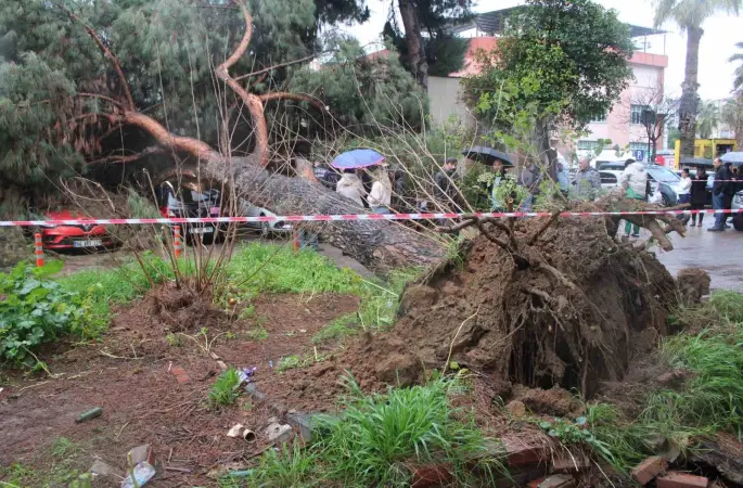 Dev çam ağacı park halindeki araçların üzerine devrildi
