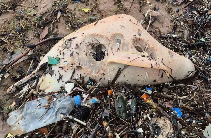 Dev dalgalar, ölü yunus balığının kalıntılarını sahile sürükledi