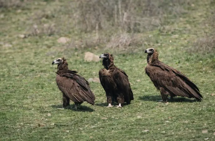 Dev kanatlar Kızılcahamam’da görüntülendi
