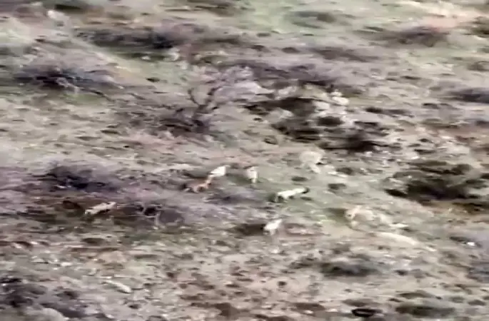 Diyarbakır’da popülasyonu hızla artıyor: Dağ keçileri sürü halinde görüntülendi
