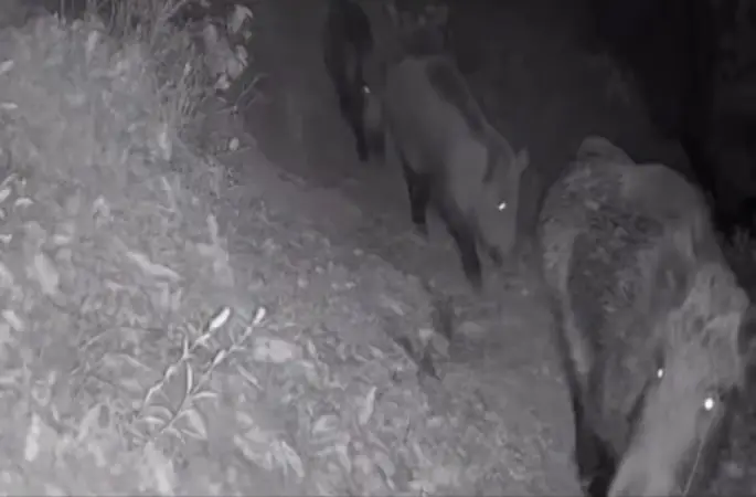 Diyarbakır’da yaban hayvanları foto kapana yakalandı
