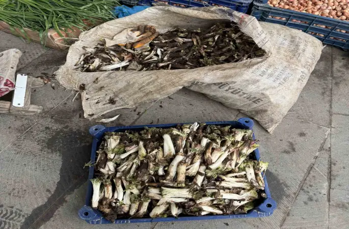 Doğada kendiliğinden yetişiyor, kilosu 250 liradan alıcı buluyor
