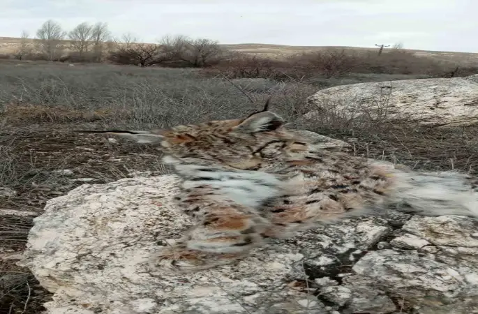 Doğada nadir görülen vaşak ölü bulundu
