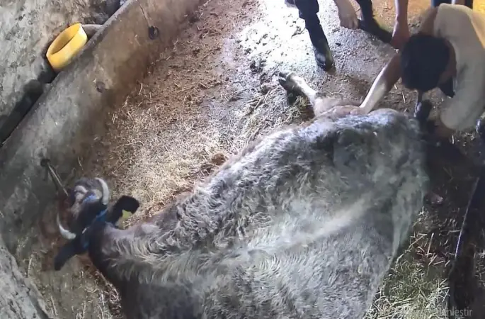 Doğum yapmakta zorlanan ineği sezaryen yapan S.T.’den açıklama: Çağırdılar insanlık namına yardımcı oldum
